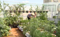 Xanh mướt vườn rau sân thượng