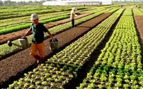 Đề xuất tiếp tục miễn thuế sử dụng đất nông nghiệp đến hết năm 2025