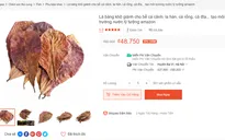 Bồ câu "lướt mạng": Từ lá bàng cho tới chuyện của tỷ phú - Món mới của tiêu dùng 24h