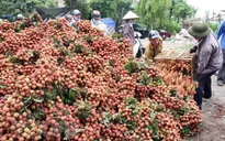 Xuất khẩu hơn 6.000 tấn vải thiều Thanh Hà bằng đường biển