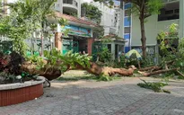 Bộ GD&ĐT yêu cầu khẩn trương kiểm tra cây xanh trong trường học