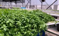 Đấu giá nóc nhà đỗ xe để… trồng rau