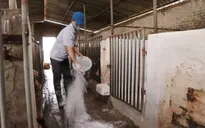 Đã có 20 tỉnh, thành tái phát dịch tả lợn châu Phi