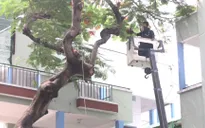 Đốn bỏ cây phượng "biểu tượng" còn lại ở trường THCS Bạch Đằng, học sinh đi học trở lại bình thường