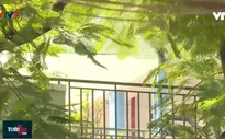 TP.HCM: Cây xanh trong trường học chưa được quản lý