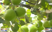 Ninh Thuận: Giống táo mới giúp nông dân vùng khô hạn