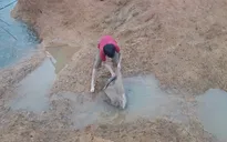 Tranh thủ... vỡ đập chứa nước ở Phú Thọ, người dân đi bắt cá