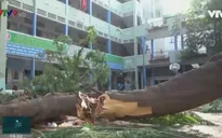 TP.HCM: Cây xanh đô thị và vấn đề an toàn trong mùa mưa