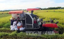Nối lại xuất khẩu gạo, nông dân ĐBSCL kỳ vọng về vụ lúa Hè Thu thắng lợi