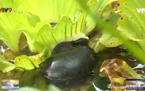 Triệu phú nuôi ốc bươu đen ở Cần Thơ