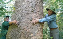 Phát hiện quần thể lim xanh quý hiếm, có cây 4 người ôm mới hết