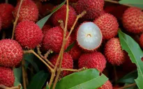 Người tiêu dùng Pháp: Vải thiều Việt Nam "ngon hơn hẳn" vải Madagascar
