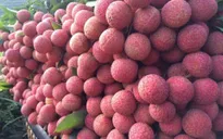 Mỗi lô vải trước khi "xuất ngoại", phải mất 3 tiếng kiểm dịch, khử trùng