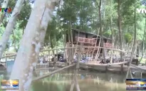 Cần Thơ: Độc đáo phòng nghỉ trên cây