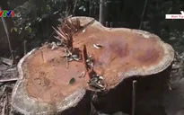 Thủ tướng yêu cầu xử lý nghiêm hoạt động phá rừng tại Kon Tum
