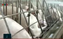 Kiên quyết kéo giảm giá thịt heo khi đến tay người tiêu dùng