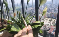 Ở chung cư, hít phải khói thuốc lá từ ban công hàng xóm gây hại như thế nào?