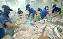 Thị trường xuất khẩu cá tra khởi sắc sau dịch COVID-19