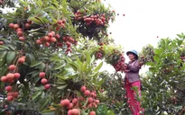 Xuất khẩu quả vải tươi: Đề nghị Nhật Bản ủy quyền kiểm dịch thực vật