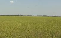 Giá lúa tại ĐBSCL tăng nhẹ