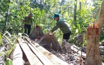 Phú Yên: Điều tra các đối tượng ngang nhiên mở đường để phá rừng