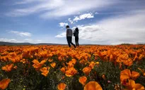 Hàng triệu bông hoa anh túc nở rộ bất chấp hạn hán lịch sử tại California (Mỹ)