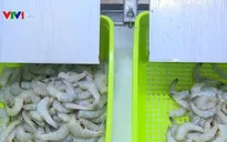 Ngành tôm nỗ lực tăng trưởng ổn định trong khó khăn