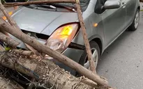 Hà Nội: Cây xanh bật gốc đè trúng ô tô đang chạy trên đường
