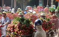 Vải thiều được “ưu ái” đặc biệt tại cửa khẩu Lào Cai