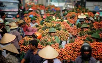 Vải thiều Bắc Giang tiếp tục tăng giá