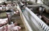 Nông dân chiếm phần nhỏ trong "miếng bánh" thịt lợn giá cao