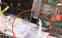 Bất chấp lệnh cấm, buôn bán động vật hoang dã vẫn tấp nập