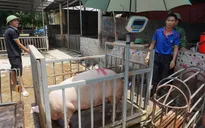 Nghi vấn thao túng giá thịt lợn, Thủ tướng chỉ đạo 3 bộ xem xét, xử lý