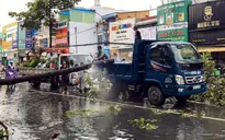 Dông lốc chưa từng thấy khiến cây xanh ngã đổ hàng loạt, 9 ô tô hư hỏng nặng