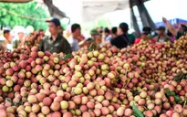 Vải thiều Thanh Hà đã sẵn sàng chinh phục thị trường kỹ tính hàng đầu thế giới