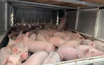 Lợn sống nhập về Việt Nam được kiểm soát “ngặt nghèo” như thế nào?