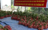 20 tấn vải Bắc Giang lên đường sang Mỹ