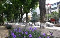 Những loại cây nào sẽ chặt bỏ trước mùa mưa bão?