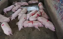 Hàng chục doanh nghiệp đăng ký nhập lợn sống về Việt Nam