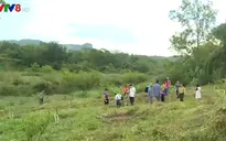 Nghệ An trồng rừng chống sa mạc hóa