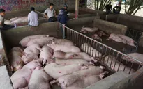 Giá lợn hơi tiếp tục giảm do nhập khẩu lợn sống
