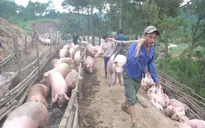Nhập lậu lợn diễn biến phức tạp, Bộ NN&PTNT đề nghị kiểm soát chặt