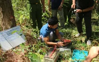 Truy tố 7 bị can hủy hoại 10 ha rừng thông Lâm Hà