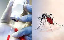 Tiềm năng phát triển vaccine từ nước bọt muỗi