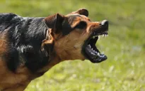 Liên tiếp 3 vụ trẻ nhỏ vừa biết đi đã bị chó cắn thương tâm