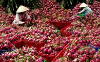 6 tháng đầu năm 2020, giá trị xuất khẩu rau quả giảm