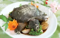 Dị ứng nặng sau khi ăn thịt ba ba