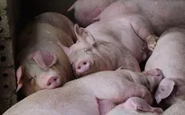 "Giá lợn cần về ngưỡng 75.000 - 80.000 đồng/kg"