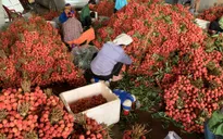 Đỏ rực “vương quốc” vải thiều những ngày tháng 6…