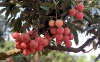 Bí mật đằng sau quả vải đắt đỏ nhất Việt Nam